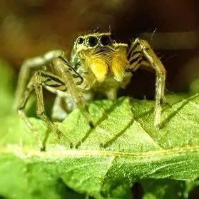 thumbnail for publication: Dimorphic Jumper Maevia inclemens (Walckenaer 1837) (Arachnida: Araneae: Salticidae)